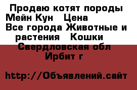 Продаю котят породы Мейн Кун › Цена ­ 12 000 - Все города Животные и растения » Кошки   . Свердловская обл.,Ирбит г.